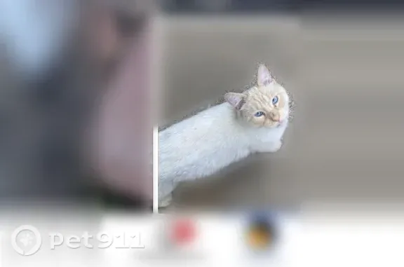 Lost female cat, South Latrobe Avenue, 7515, Burbank — all-blue eyes - photo
