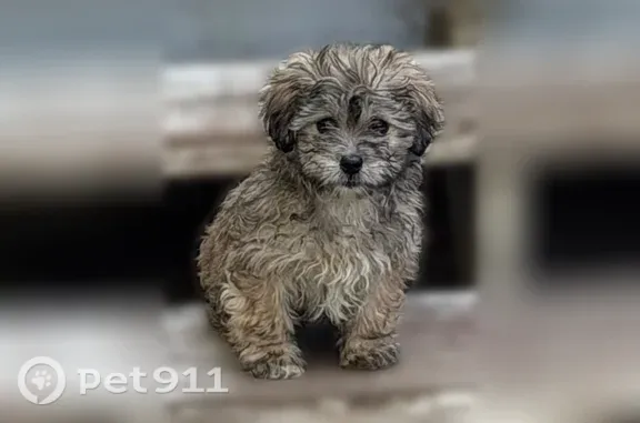 Lost dog, 17th Avenue South, 2529, Minneapolis, Minneapolis — female with long fluffy fur - photo