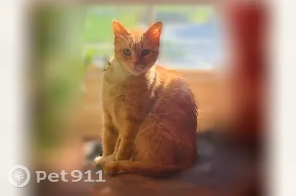 Lost female cat, North Crocker Avenue, 225, Port Washington — white neck patch - photo