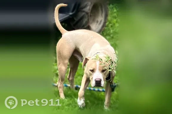 Lost dog, West Pulteney Street, 368, Corning — friendly male pitbull mix - photo