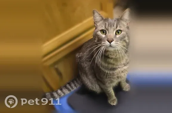 Lost male cat, Winesap Road, 19330, Bothell, Bothell — large gray tabby - photo