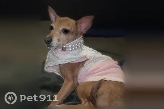 Lost and found pets Las Vegas, photo: Lost dog, East Lake Mead Boulevard, 6710, Las Vegas — small tan female Chihuahua-Dachshund