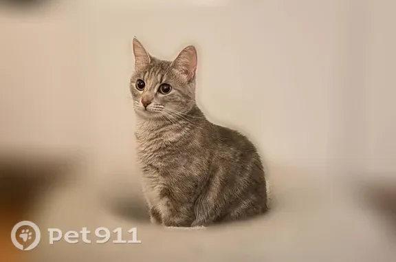 Lost cat, Yorktown Place, 4437, Hamilton, Hamilton — grey with no stripes - photo