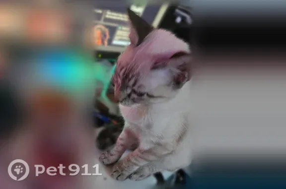 Lost cat, Impala Avenue, 6202, El Paso — Siamese-looking female with blue eyes - photo