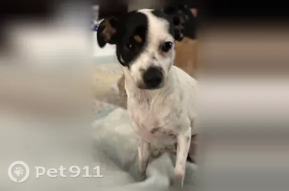 Lost dog, Lamp Light Court, 8533, Temple, Temple — small female Chihuahua mix - photo