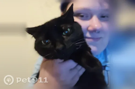 Lost cat, Lexington, Kentucky, Louisville — female, black, 8 years old - photo