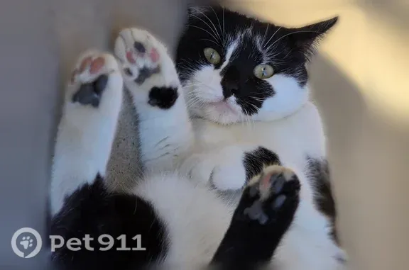 Lost cat, Sylvan Court, Paradise, Rocklin — female tuxedo domestic shorthair - photo