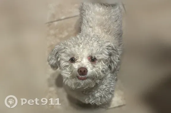 Lost and found pets Las Vegas, photo: Lost male dog, Geist Circle, 2832, Las Vegas — white with an underbite