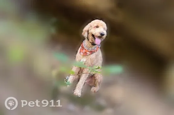Lost Dog, Saint Charles, Missouri, Arlington — male, 70-pound dog with curly tan/brown hair - photo