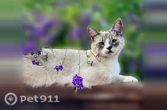 Lost cat, Rosanna Street, 7453, Gilroy — male Siamese with distinctive facial markings - photo