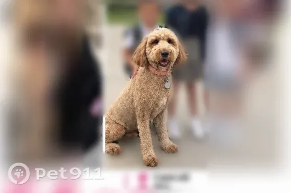 Lost dog, Brookwood Circle, 3489, Saint Charles — tan golden doodle with orange collar - photo
