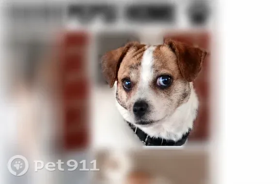 Lost dog, male, Rhyne Road, North Carolina, Arlington — white with brown spots - photo