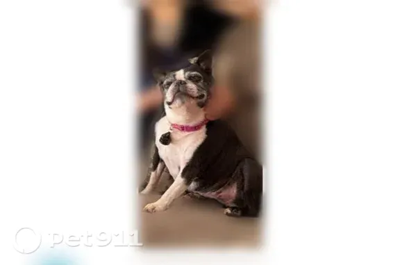 Missing dog Itasca, photo: Lost Dog, Medinah Road, Bloomingdale Township, Itasca — female black-and-white Boston terrier