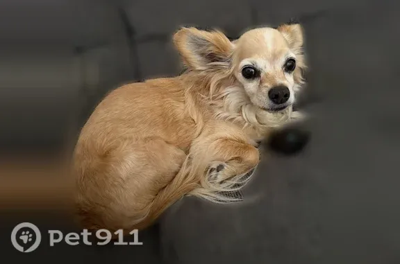 Lost dog, West Fraktur Road, 3315, Phoenix — female dog with a pink collar - photo