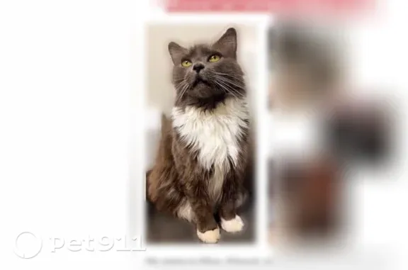 Lost cat, Peconic Street, 500, Ronkonkoma, Manhattan — female, long-haired gray tuxedo - photo
