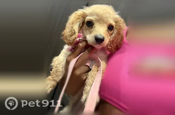 Lost dog, South Drexel Avenue, 7340, Arlington — small female puppy with long ears - photo