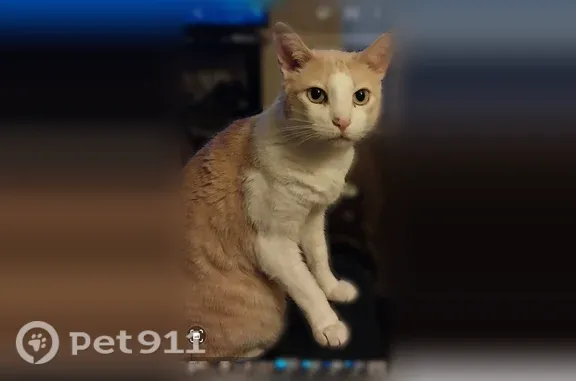 Lost cat, male, Creek Way, 4129, Indianapolis — missing one fang - photo
