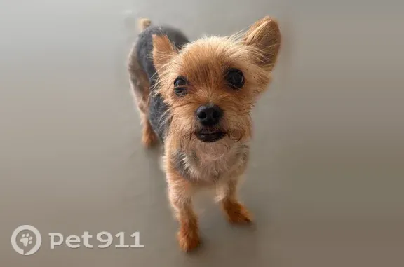 Lost dog, Dutch Myrtle Drive, San Antonio — 4 lb female Yorkie - photo