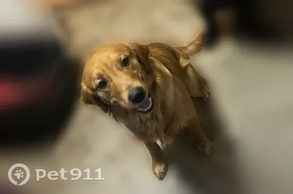 Lost dog, Cherry Avenue Northeast, 3021, Salem — male reddish golden retriever - photo
