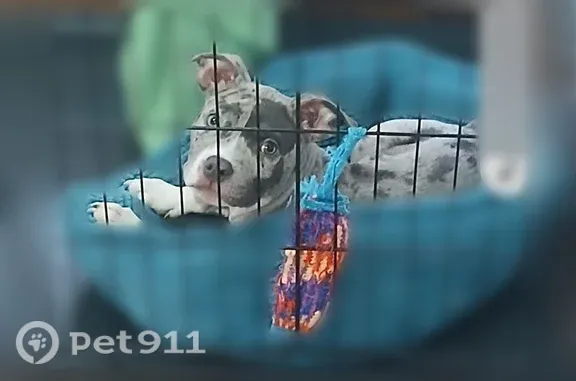 Lost dog, Toledo, Ohio, Toledo — 6-month-old male with dark gray around his left eye - photo