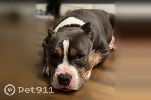 Lost and found pets St. Paul, photo: Lost dog, female, West Kellogg Boulevard, 15, St. Paul — grey coat with tan patches