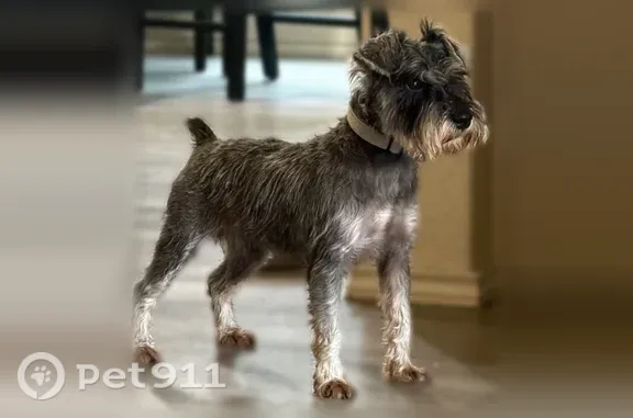 Lost Dog, Camier Cove, 5919, San Antonio — Grey, Black and White Mini Schnauzer - photo