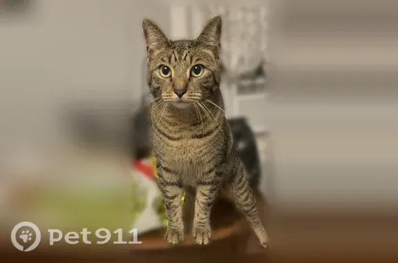 Lost cat, 89th Avenue, 85-20, Queens — gray tabby with black stripes - photo