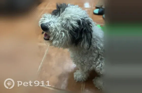 Lost dog, Prince Valiant Drive, 5203, San Antonio — poodle with black spots on his ear and tail - photo