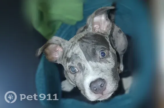 Lost dog, North Superior Street, 1925, Toledo — 5-month-old bully puppy - photo