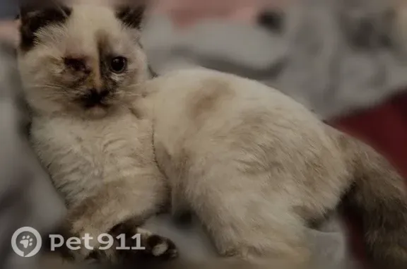 Lost cat, Hendricks Avenue, Jacksonville — female Siamese with one eye - photo
