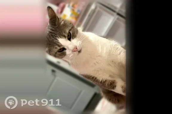 Missing cat Corpus Christi, photo: Lost cat, Borden Circle, 5405, Corpus Christi — male cat with green eyes