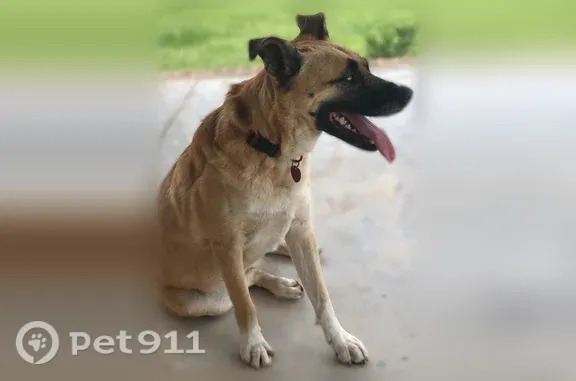 Lost dog, County Road 248 North, 6500, Lake Panasoffkee, Lake Panasoffkee — female - photo