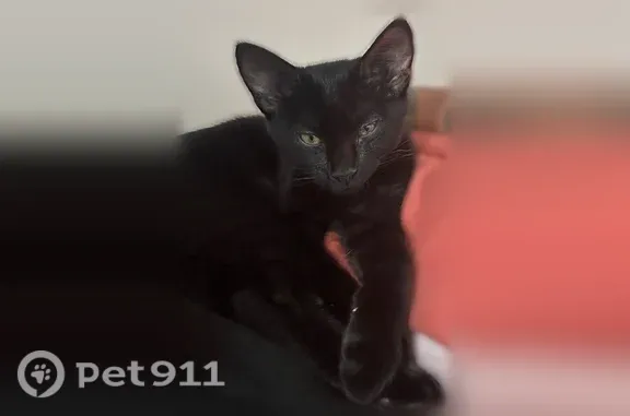 Missing cat Philadelphia, photo: Lost female cat, Hancock Street, 1119, Chester, Philadelphia — one white whisker
