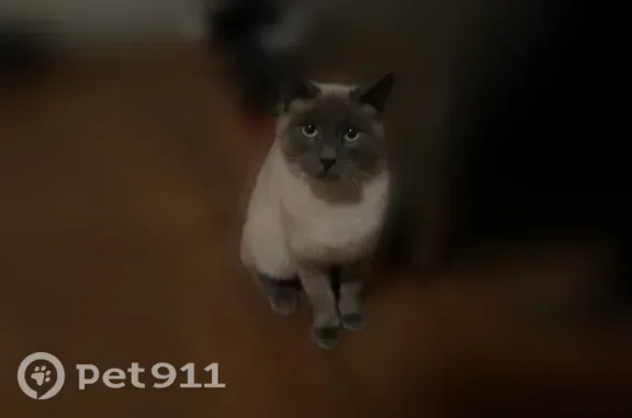 Lost cat, Grant Avenue, Boise — male blue-point Siamese - photo