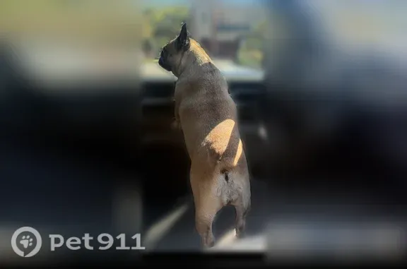 Lost dog, Ball Ground Road, 6384, Ball Ground, Atlanta — female French Bulldog with a damaged, drooping right ear - photo