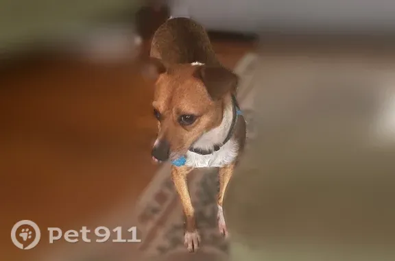 Lost dog, Albany, Georgia, Albany — male Jack Russell terrier mix with green collar - photo