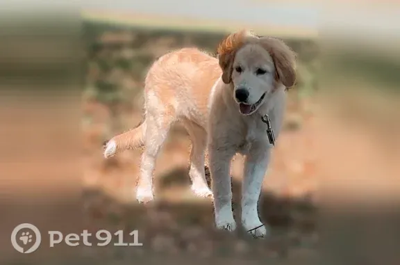 Lost female dog, Harrogate Drive, Fishersville, Arlington — Golden Retriever–Great Pyrenees mix - photo
