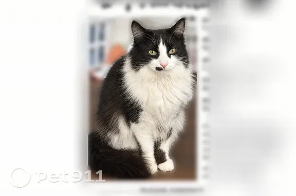 Lost cat, Mahaffy Avenue, 1385, Rochester Hills — long-haired male with a pink nose - photo
