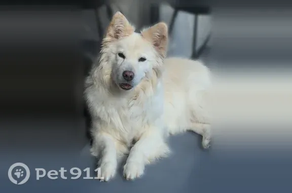 Lost female dog, Southwest 8th Avenue, Fort Lauderdale — 8-year-old Samoyed mix - photo