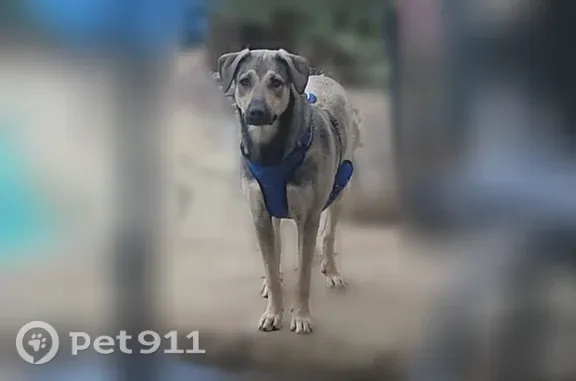 Lost dog, Coit Road, 2240, Plano — brown with dark gray coloring - photo