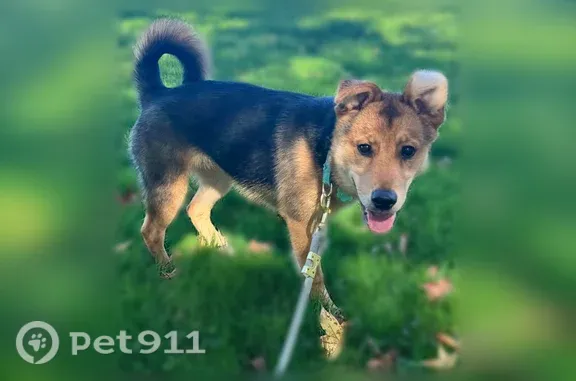 Lost dog, Darley Road, 965, Claymont, Wilmington — male, fox-like appearance - photo