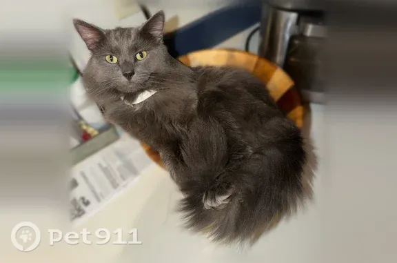 Lost male cat, Windsor Lane, 512, Fountain — gray long-haired coat and white chest patch - photo
