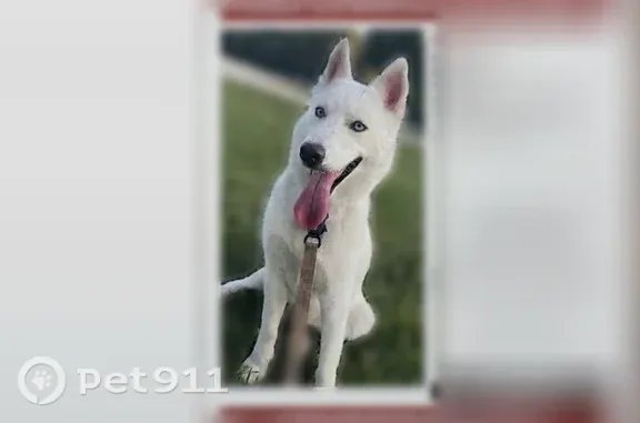 Lost female dog, Cumberland Avenue, 2445, Charlotte — white husky with light blue eyes - photo