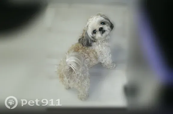 Lost dog, male Shih Tzu, Cicada Lane, 3735, Aldine, Houston - photo