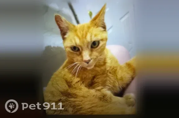 Missing cat Columbus, photo: Lost female cat, East 59th Street, Cleveland, Columbus — mainly orange with a short-looking tail