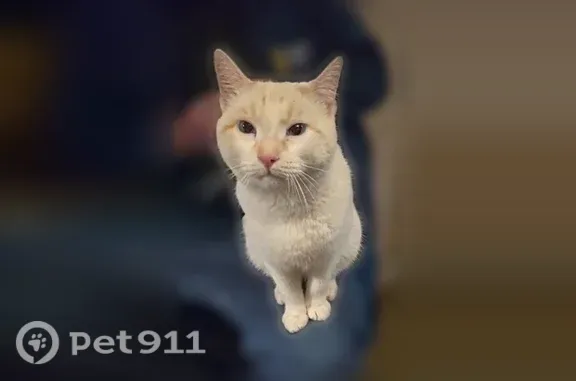 Lost male cat, Straitland Road, Washington, Redmond — escaped harness, hiding in wooded area - photo
