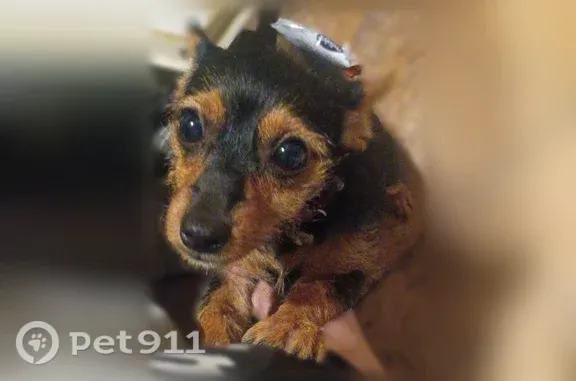 Lost female dog, Robin Road, Arkansas, Arlington — black-and-brown chiweenie - photo
