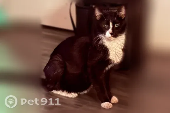 Lost male cat, West Bennion Road, 9960, Worley, Redmond — black-and-white tuxedo - photo