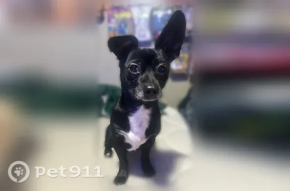 Lost female dog, Road 415, 45049, Coarsegold — may come for food - photo
