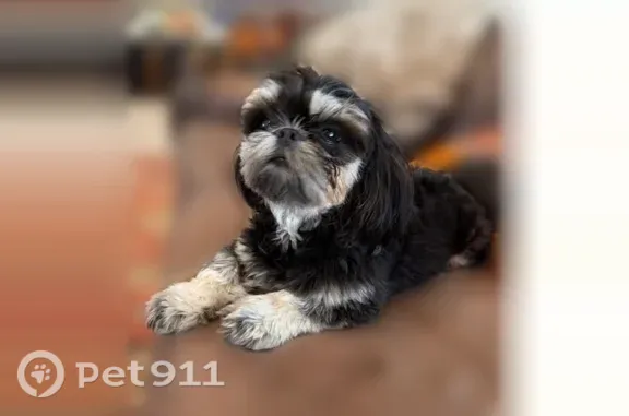 Lost male dog, Southwest 26th Avenue, 3306, Ocala — black and white Shih-tzu - photo